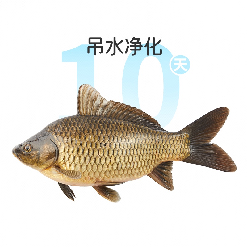 鲜活吊水黄金鲫鱼1条 约300g