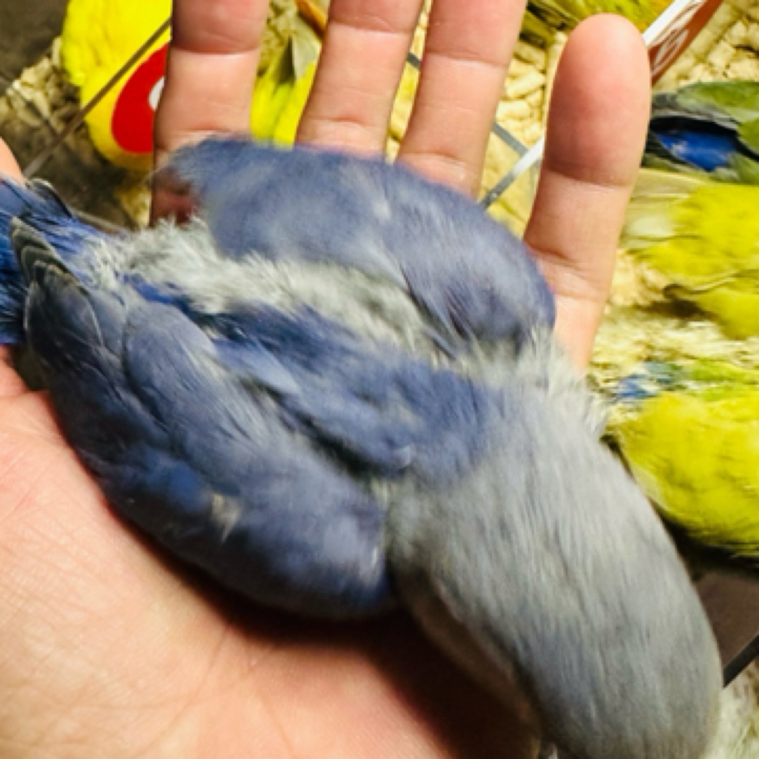 手养亲人高纯紫罗兰牡丹鹦鹉