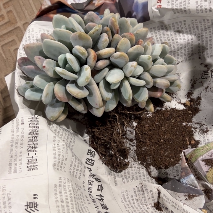 粉兔朵朵树叶插沧海发货