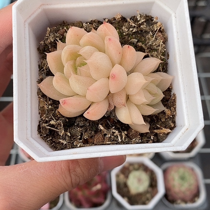 粉色的小可爱啊12