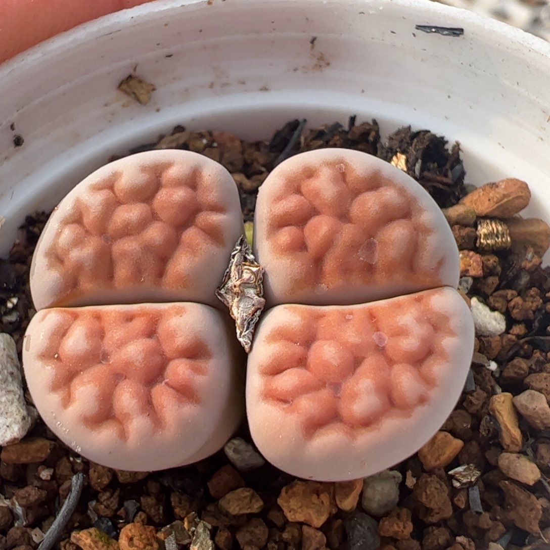 母本多肉植物百科148
