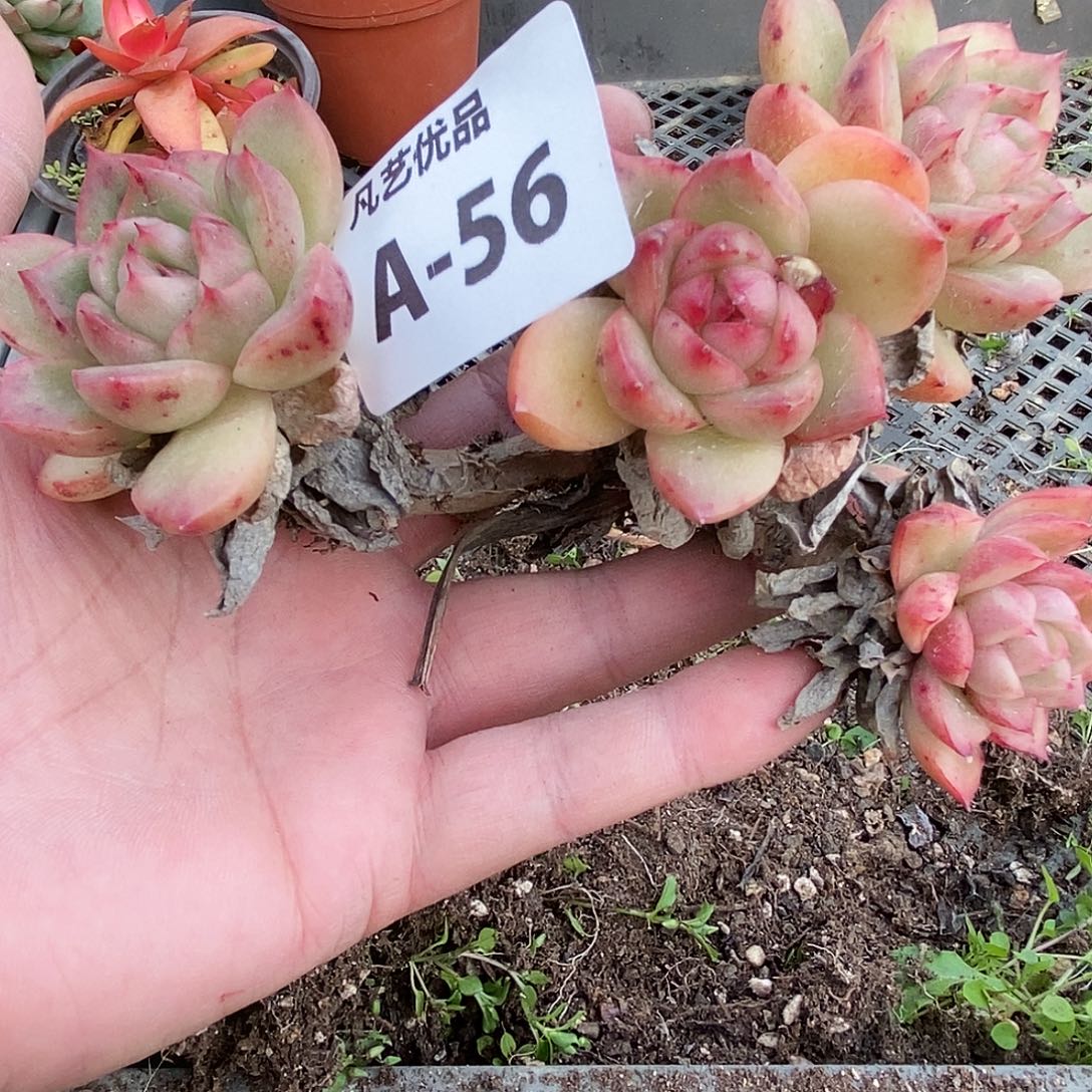 一物一拍A56满9.9包邮