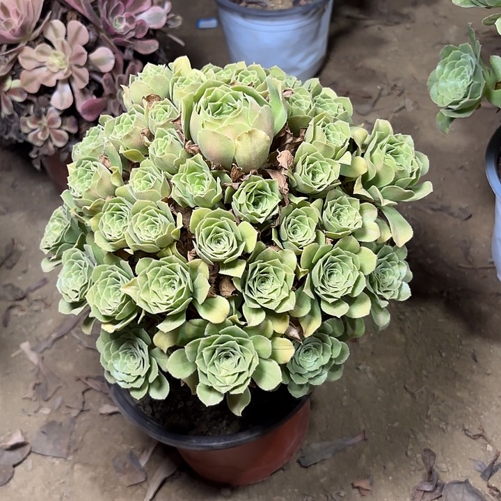 多肉植物翡翠琉璃18