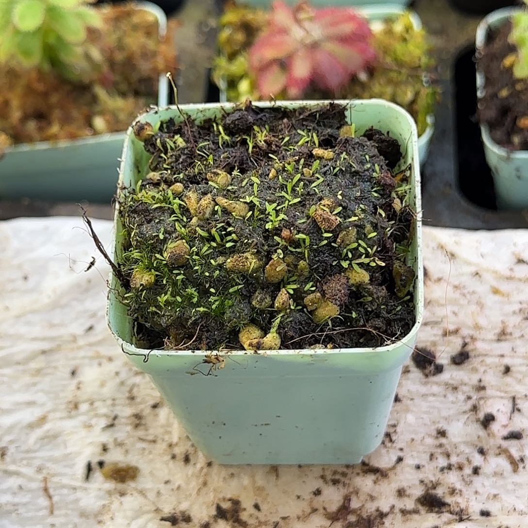 完全开放斜果狸藻