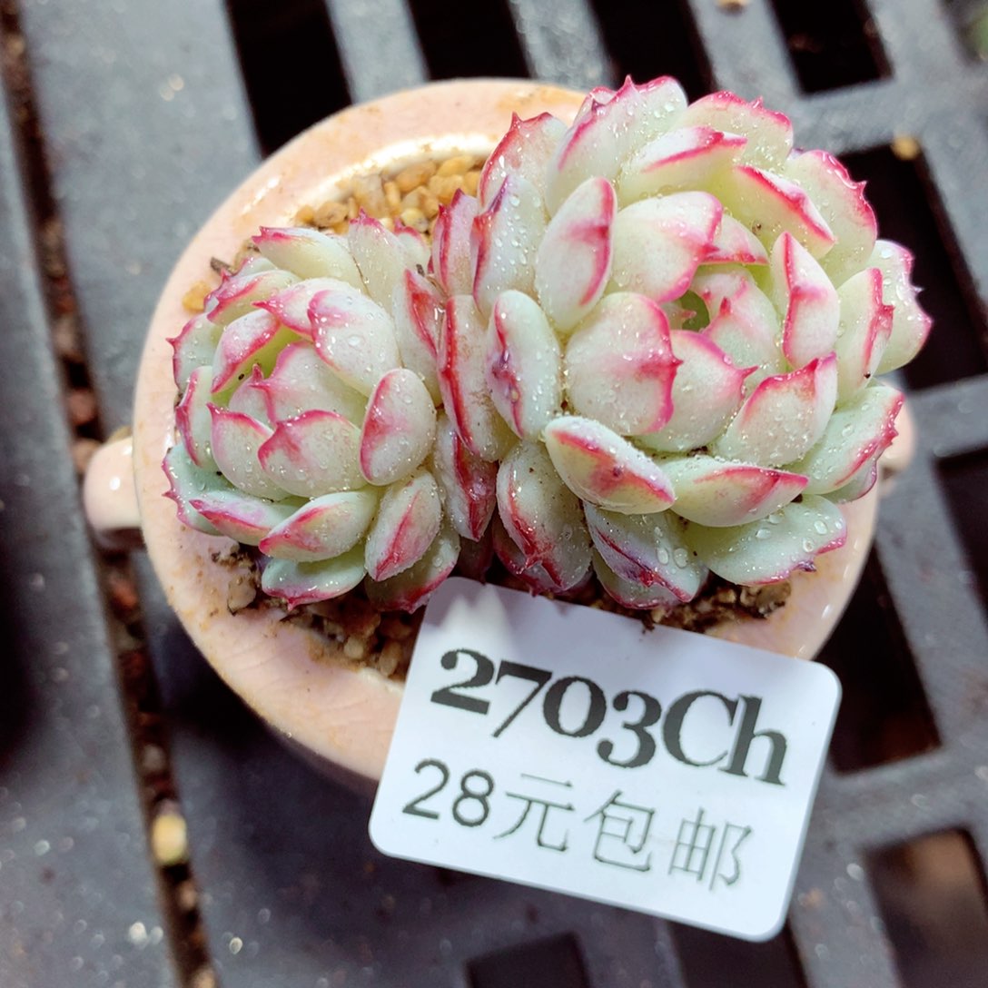 5厘米盆精控多肉2703