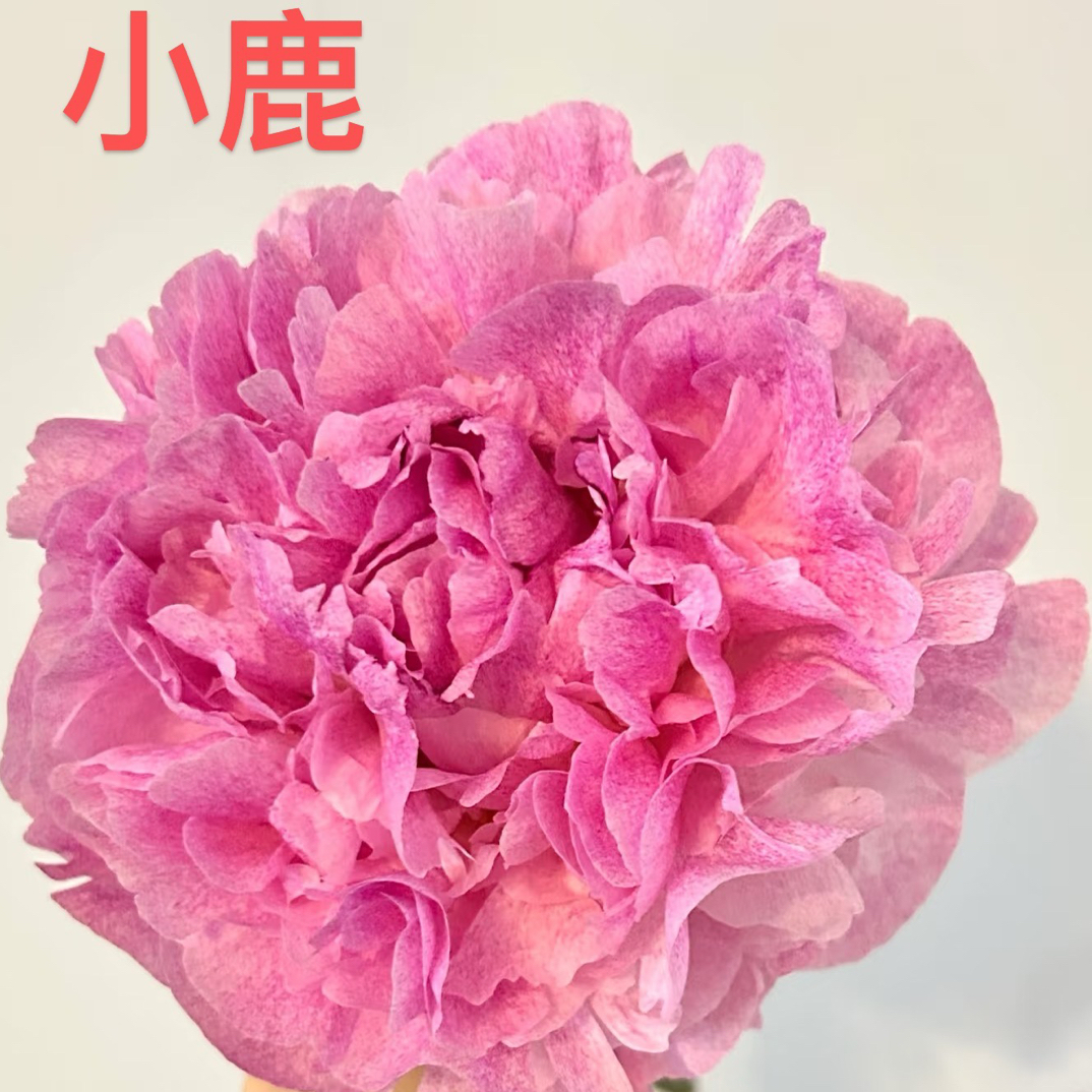 精品芍药花 独家记忆 小鹿