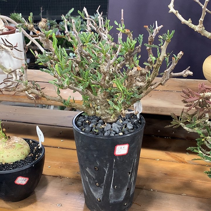 46念珠苏木哈哈哈哈哈哈哈