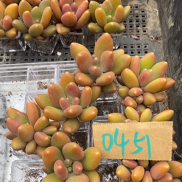 幽***0无花朵0451好一物一拍芒果