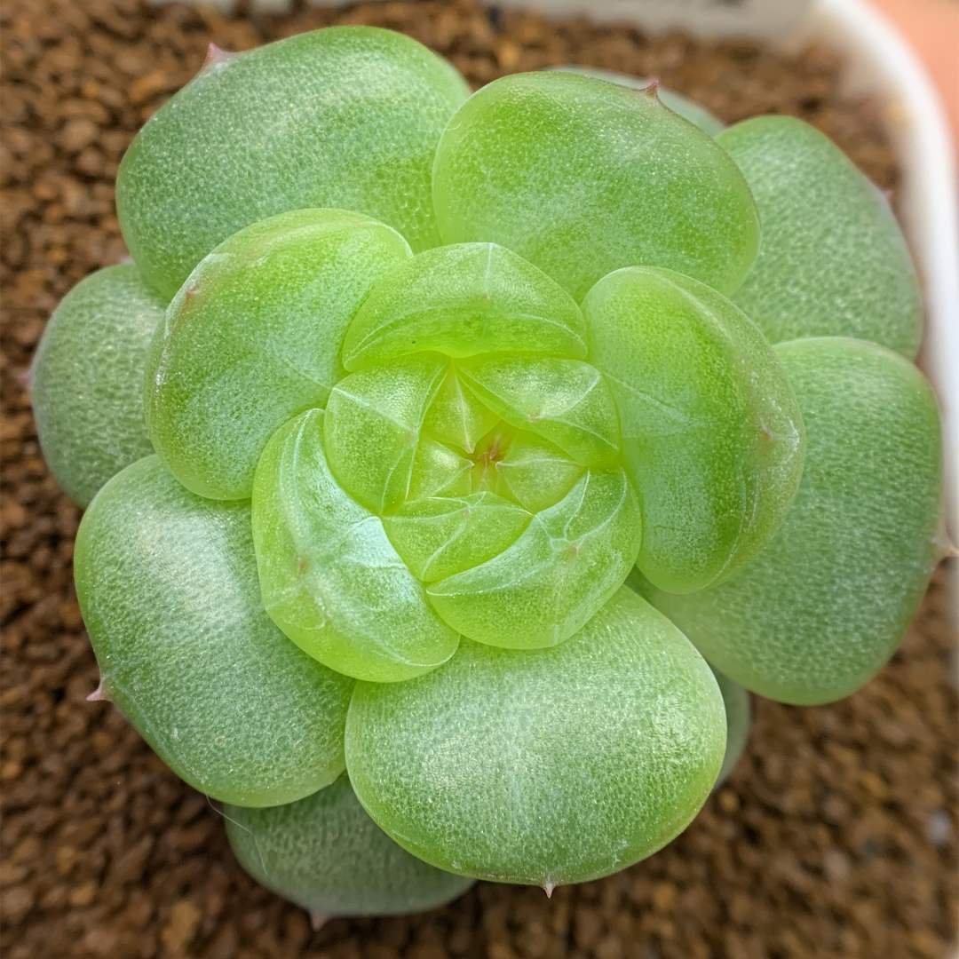 二号链接 d005-d010 框拍 8/30 周六 多肉植物 讲解点击封面图