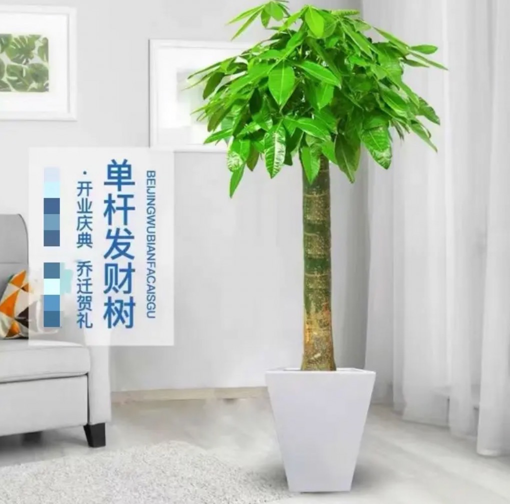 单杆发财树绿植盆栽室内客厅净化空气乔迁开业送礼佳品《大霖专属》