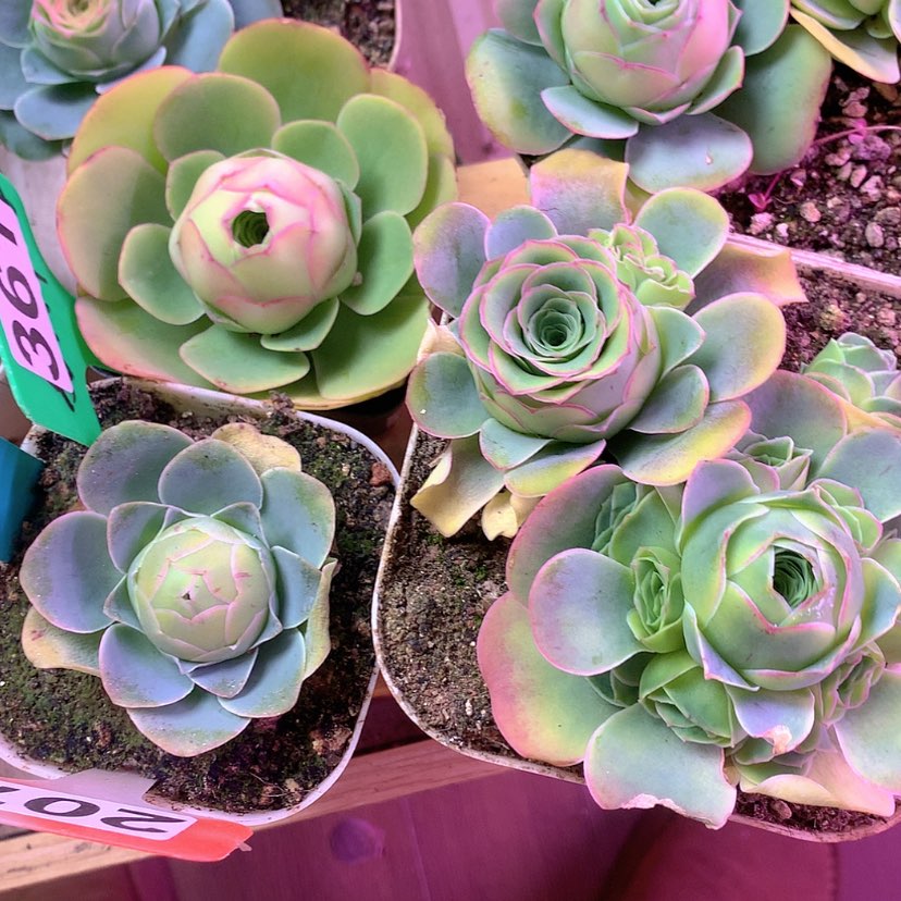 【闪购商品】蛋*~五颗组合361