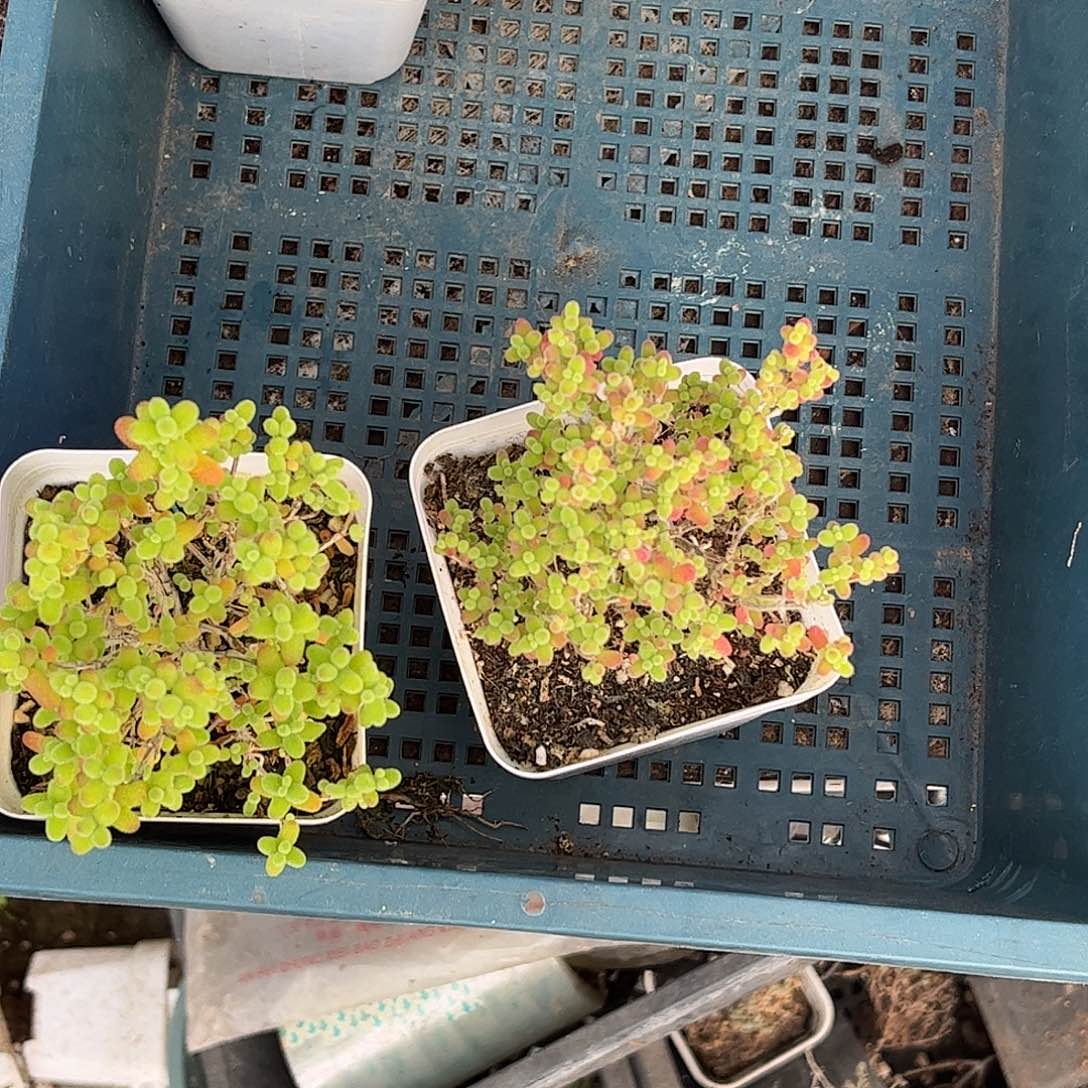 千****金桔蜜桔糖球优选枝干