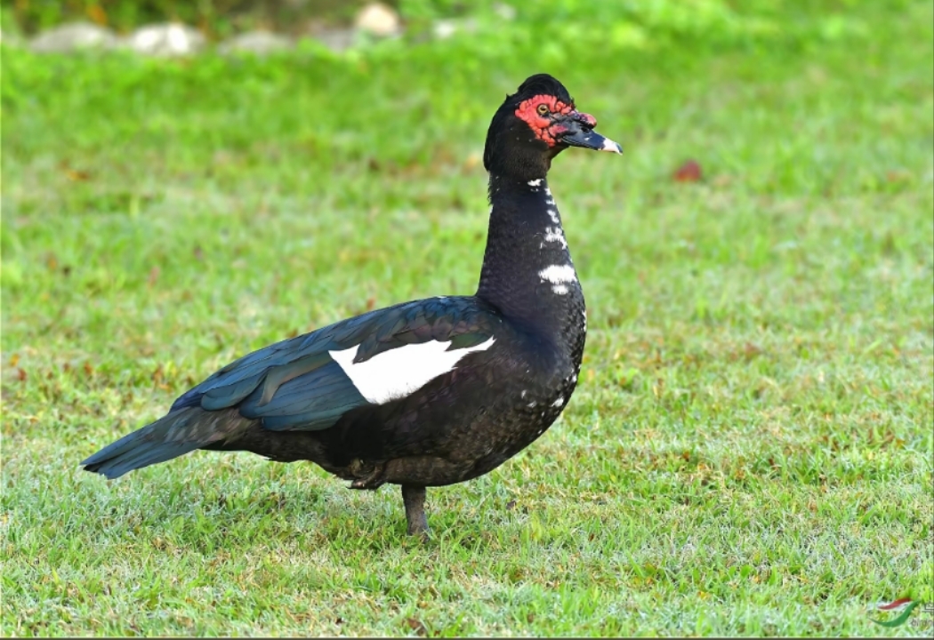 农户散养 正宗土番鸭