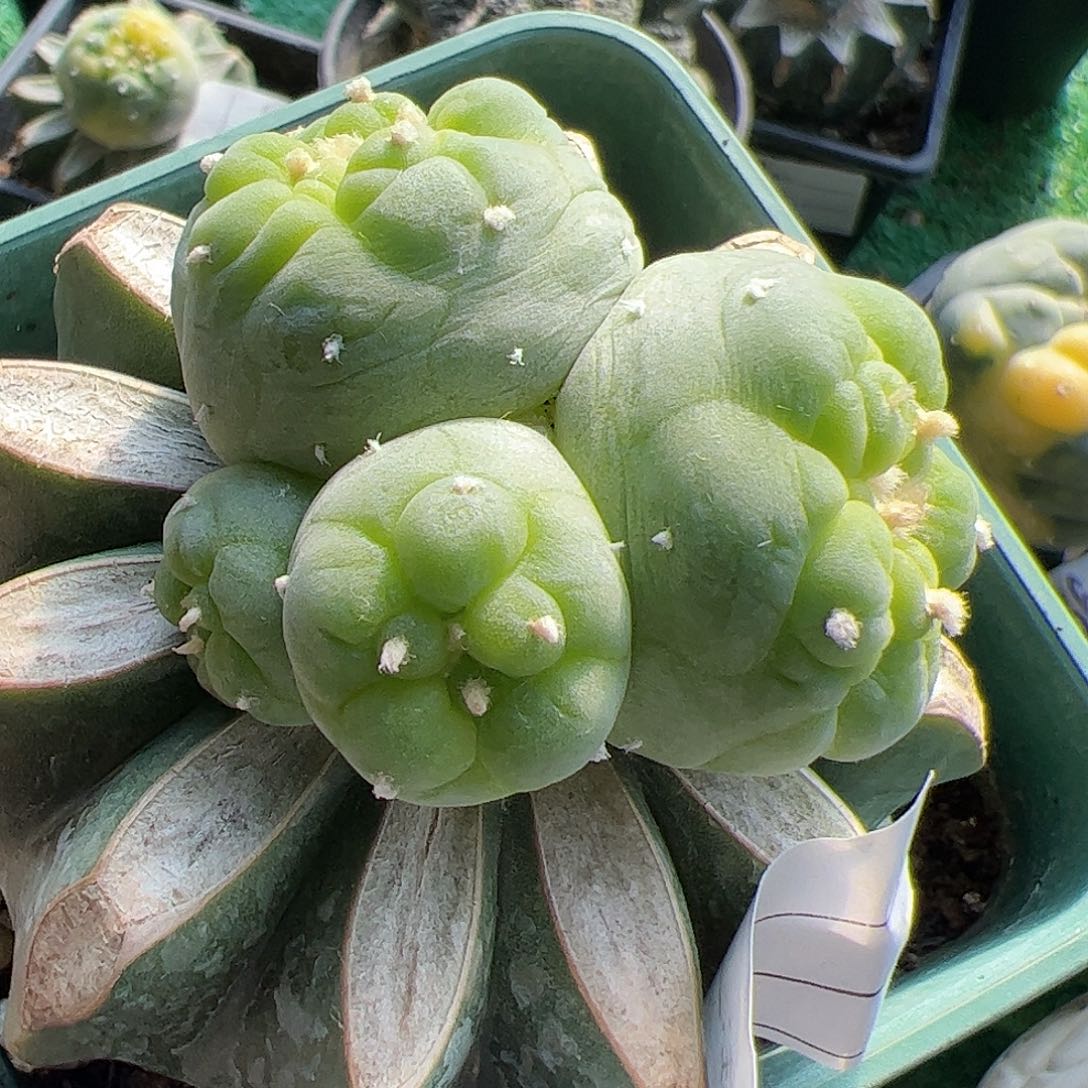 大尤仙群仙人球250