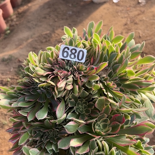 走***光多肉植物一个女神微瑕680