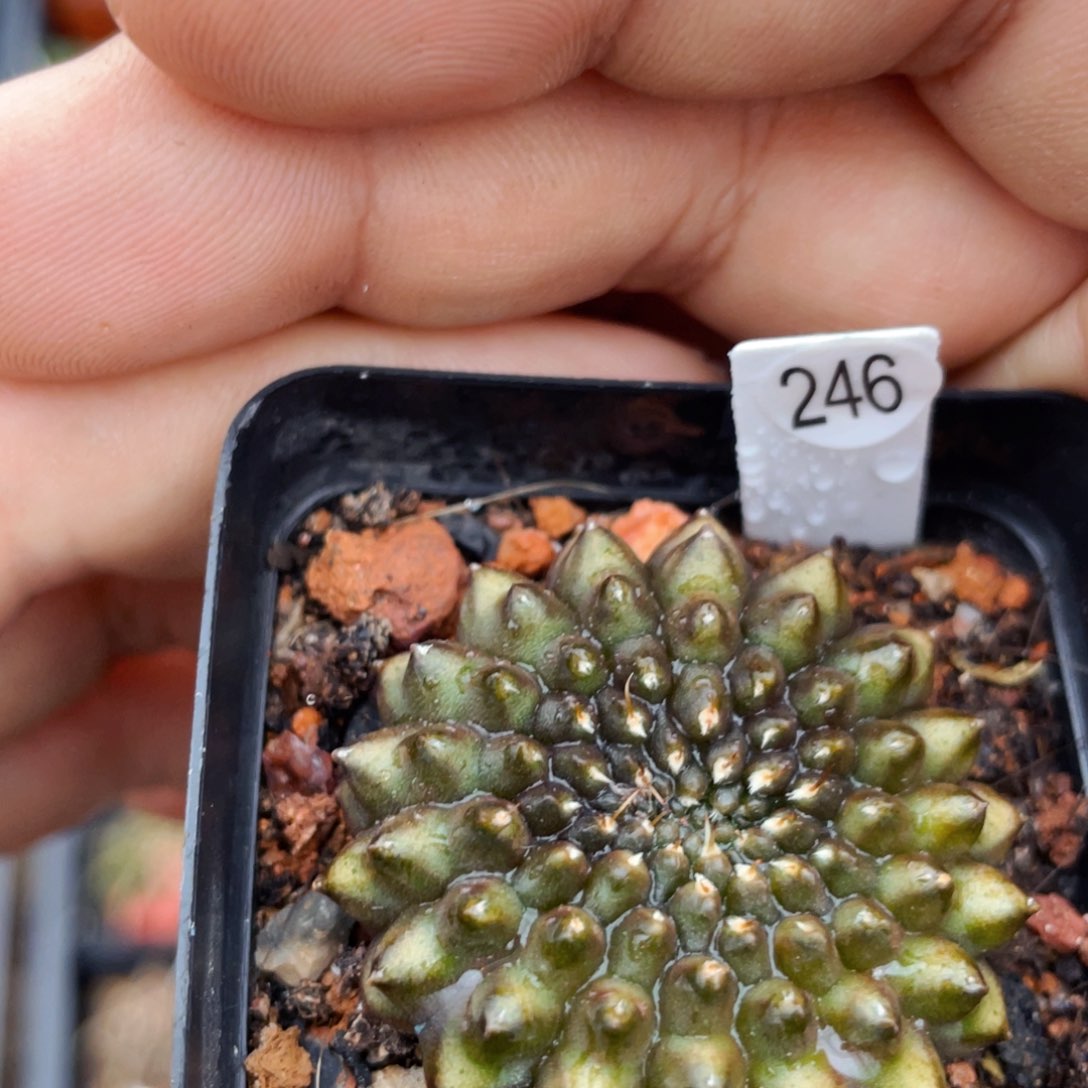 仙人球满28包邮盆5公分貘