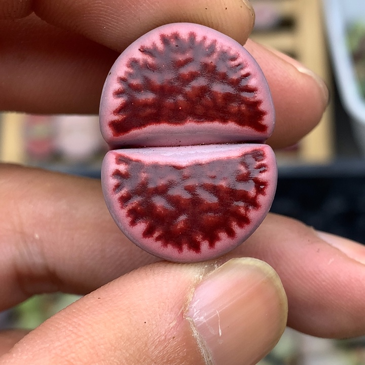 精品多肉植物生石花杂交