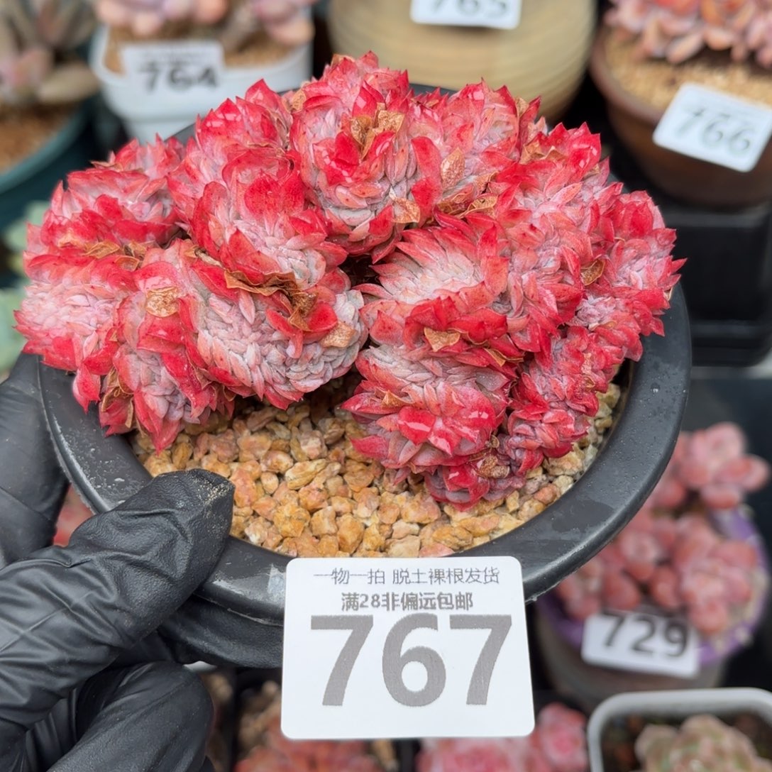 贝瑞缀化无盆土发货