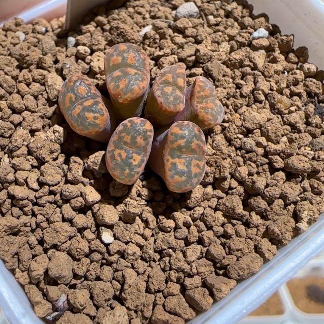 肉锥多肉植物组合-爱心勋章1184