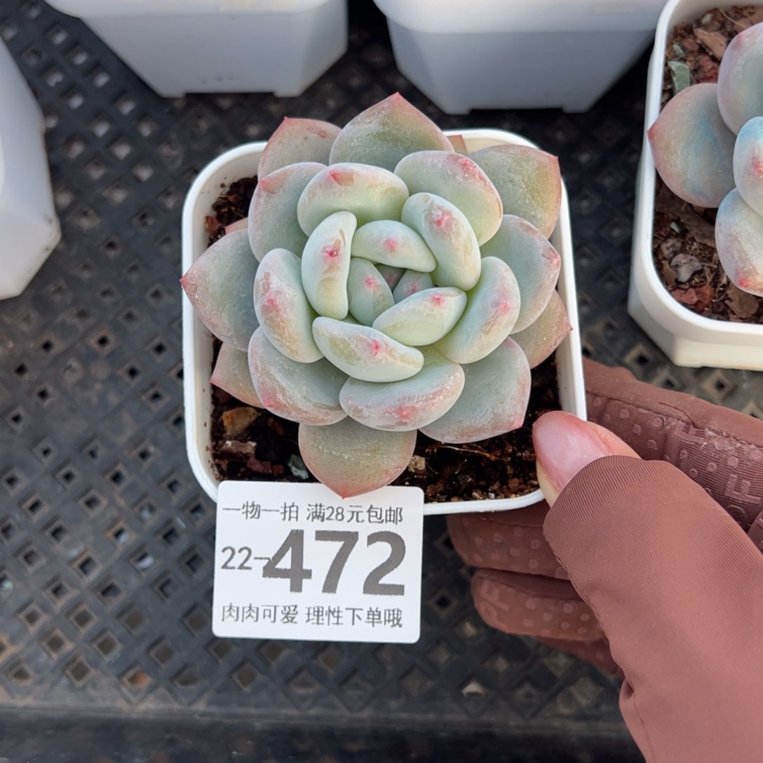 香橙多肉多肉多肉多肉