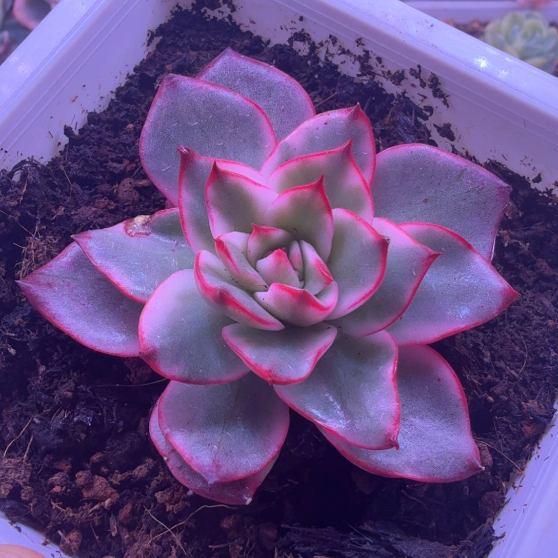吉赛尔锦 多肉植物