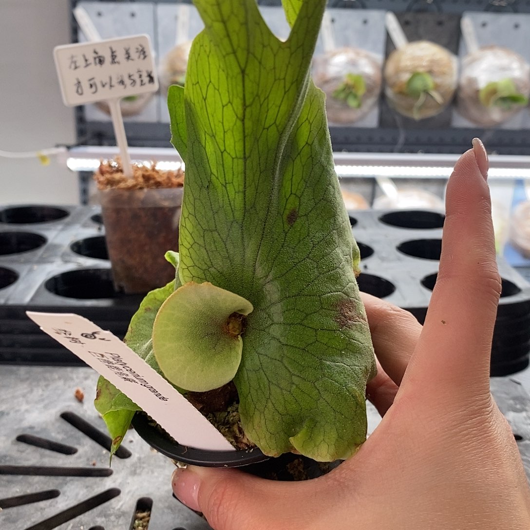 无花朵巨兽鹿角蕨