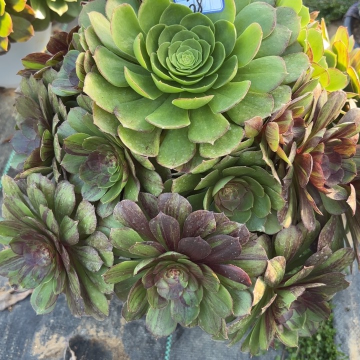 花月夜多肉断枝不包8