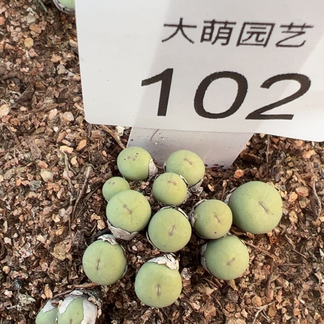 一物一拍脱土发102
