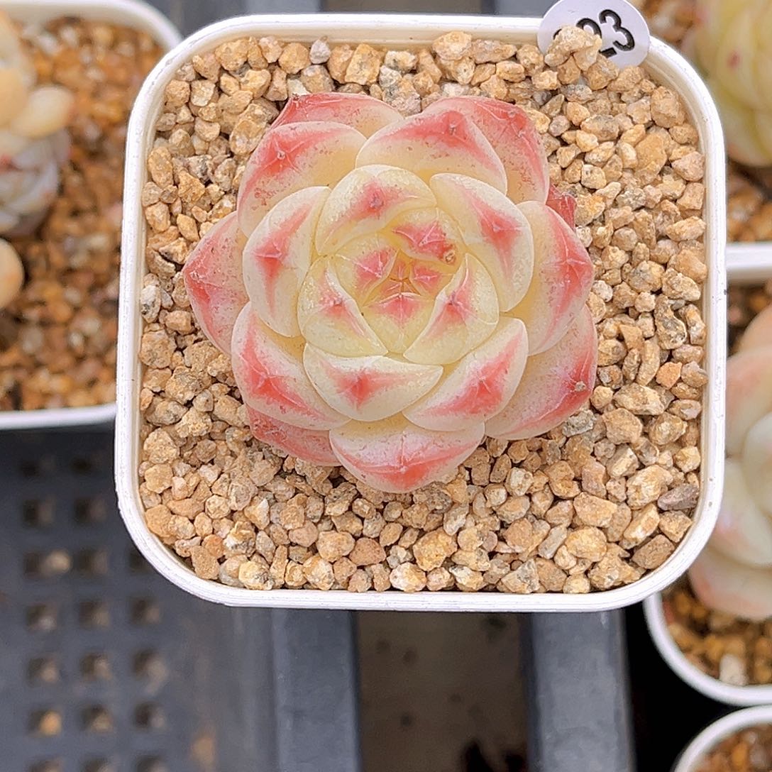 不***鱼323  新品珍妮18包邮