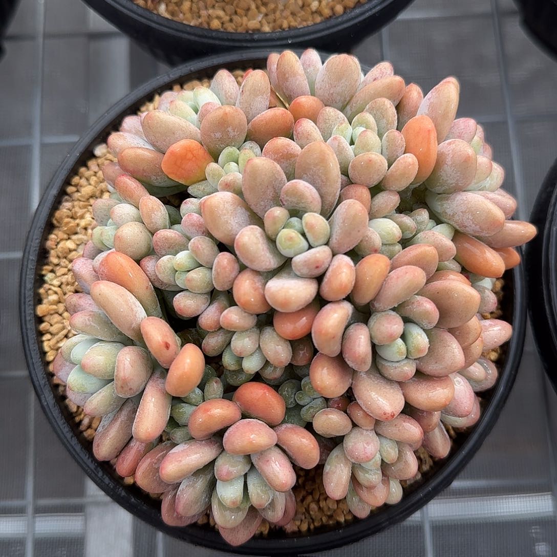 从前慢甄选多肉编号香水洛神