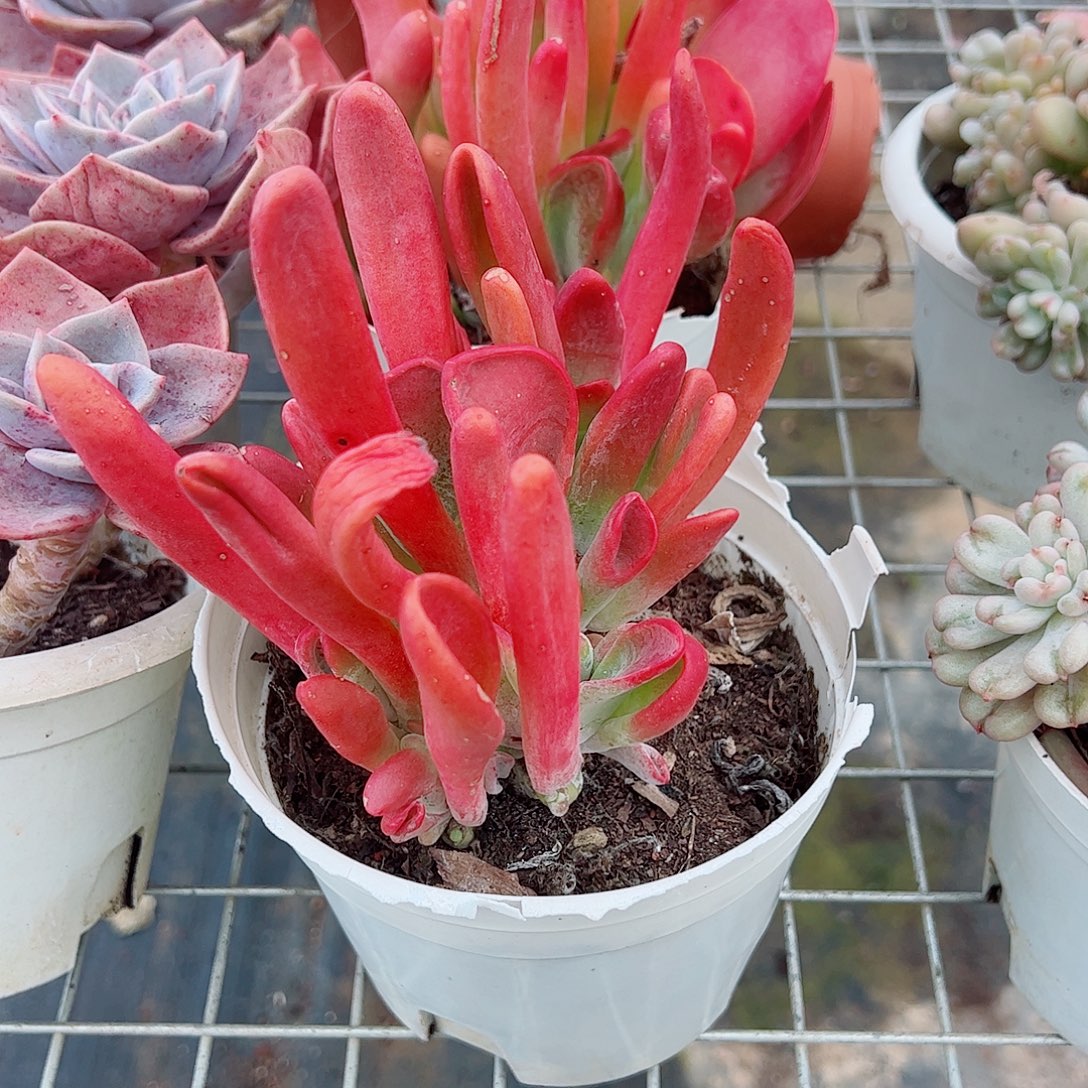 火狐狸多头群生老桩特价二盆