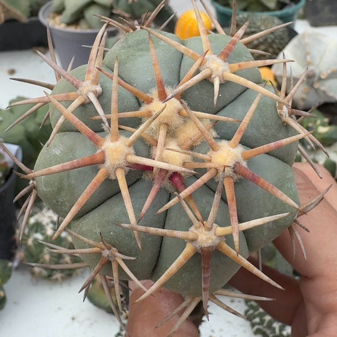 【闪购商品】白刺翠屏297