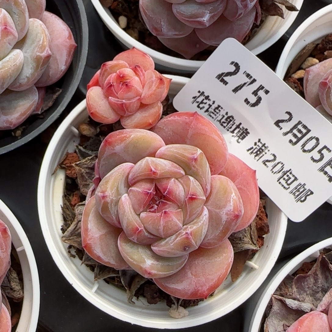 花语逸镜0205-275