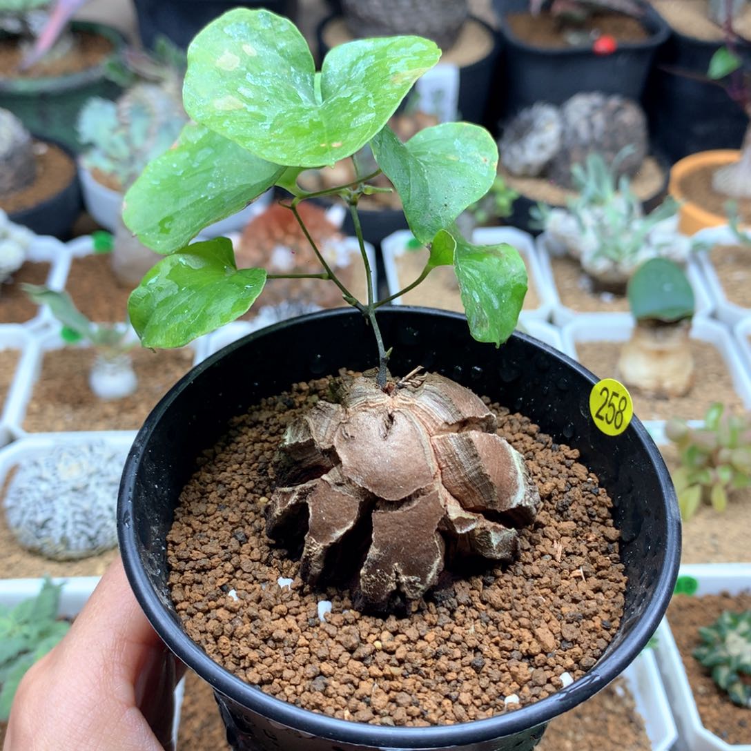 南非龟甲龙带盆4.5cm