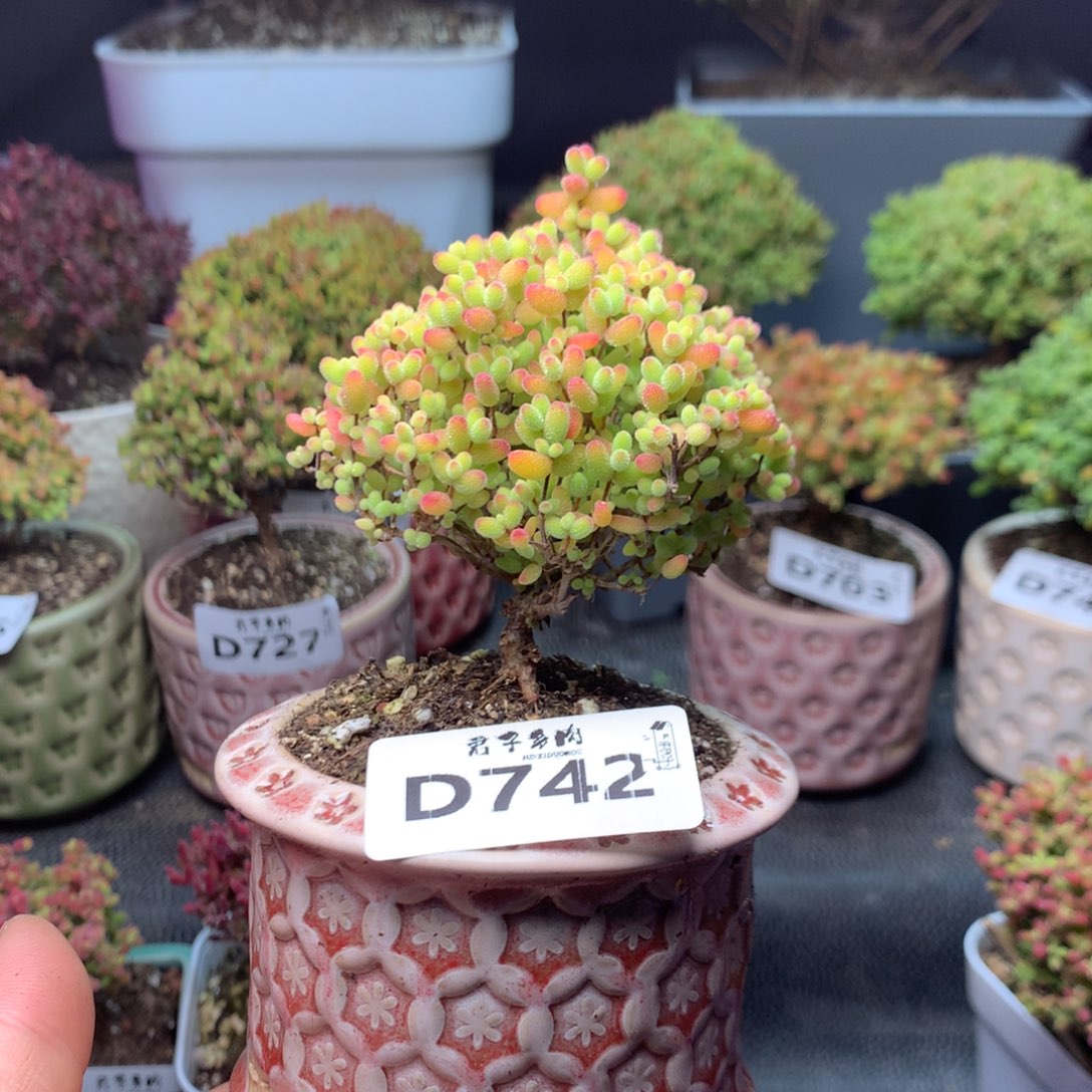 742蜜橘糖球           