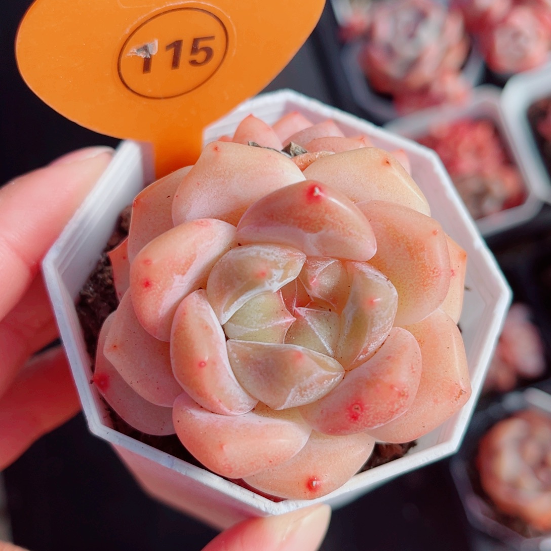 115号小老桩糖心双头