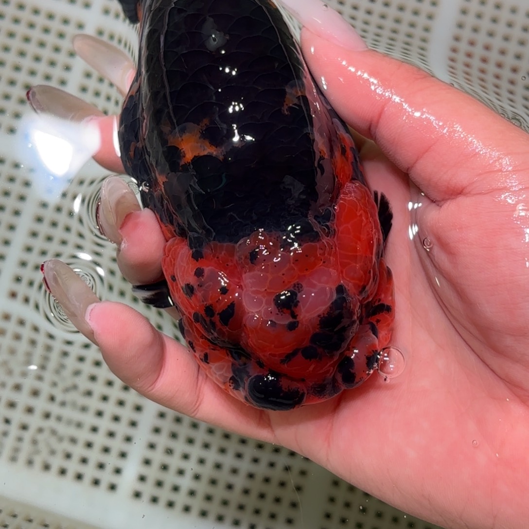 天***久金鱼拍包装包邮，不拍包装运费到付