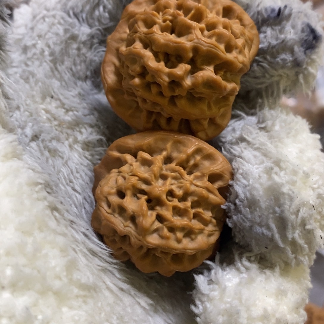 一***走秦岭森林中出现大量秦闷