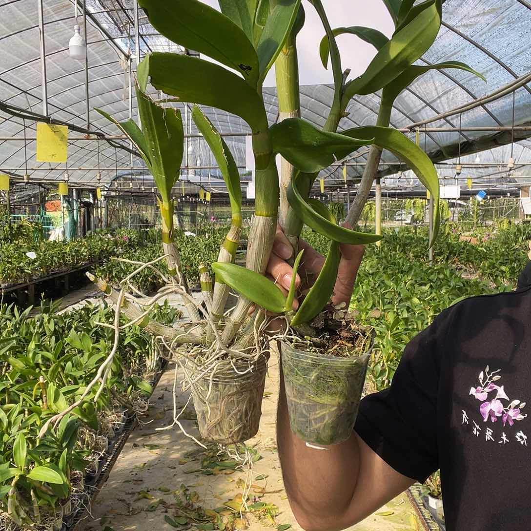 当前无花朵，栽培后可花朵紫眸➕蜜