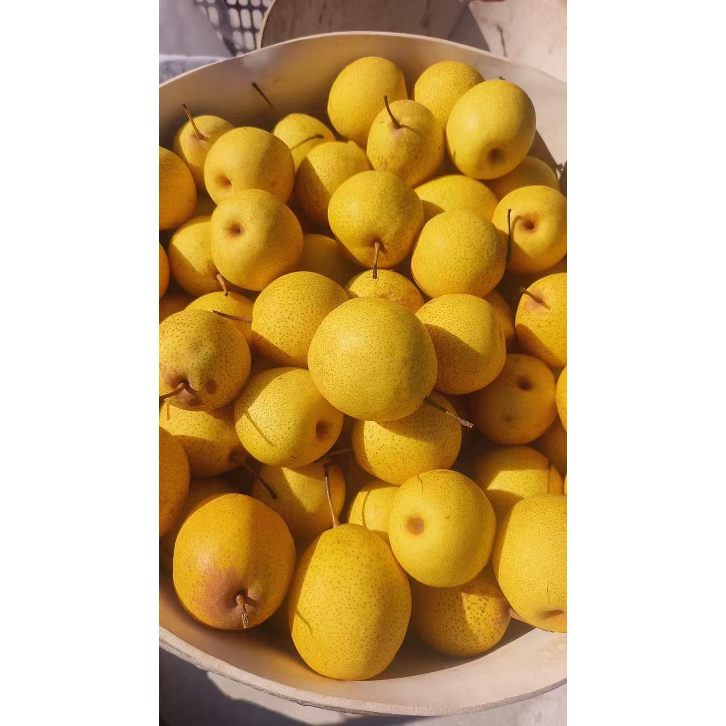 绥中白梨当季新鲜水果脆甜多汁皮薄老树梨子现摘现发绥中特产