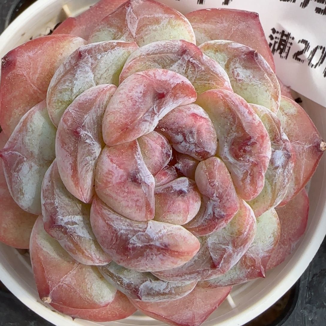 花语逸镜0206-417