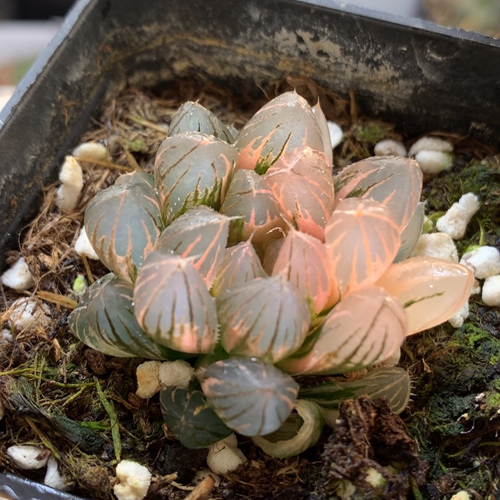 霓虹灯玉露锦带盆土发货