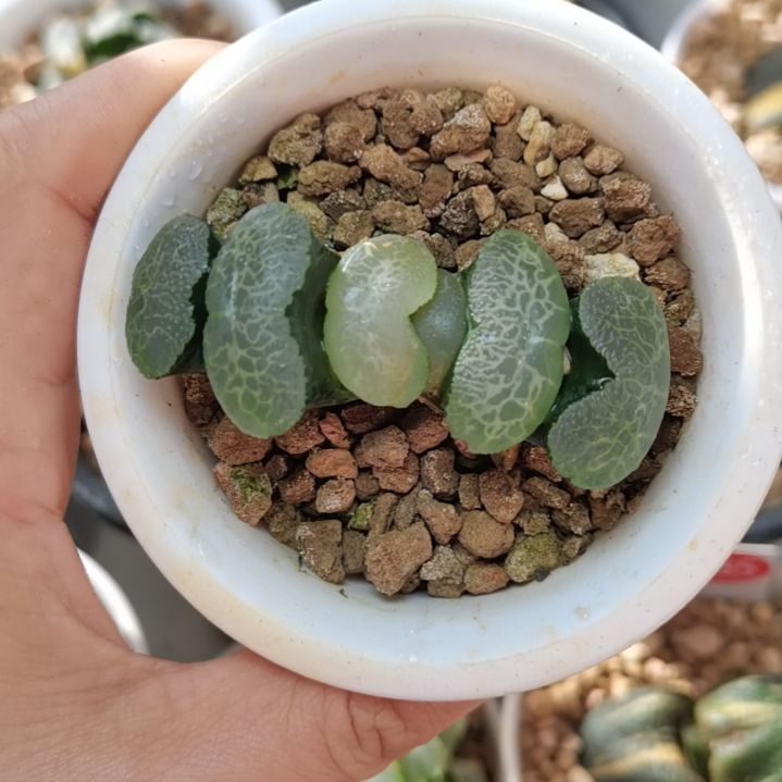 终极蓝玉扇一物一拍带盆土发货