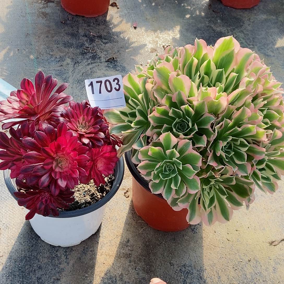 红陶1703，2颗4多肉