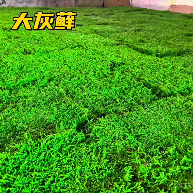 大灰藓假山苔藓植物微景观盆栽水陆缸雨林缸龟缸兰花铺面青苔