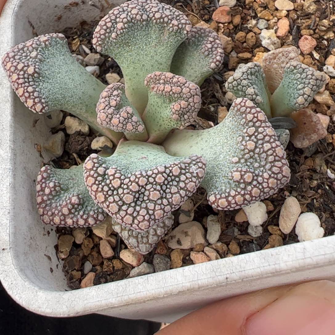 452多肉植物百科