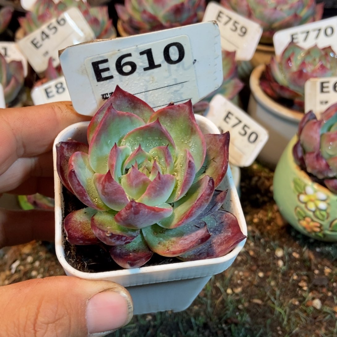 惊鸿一瞥610号多肉