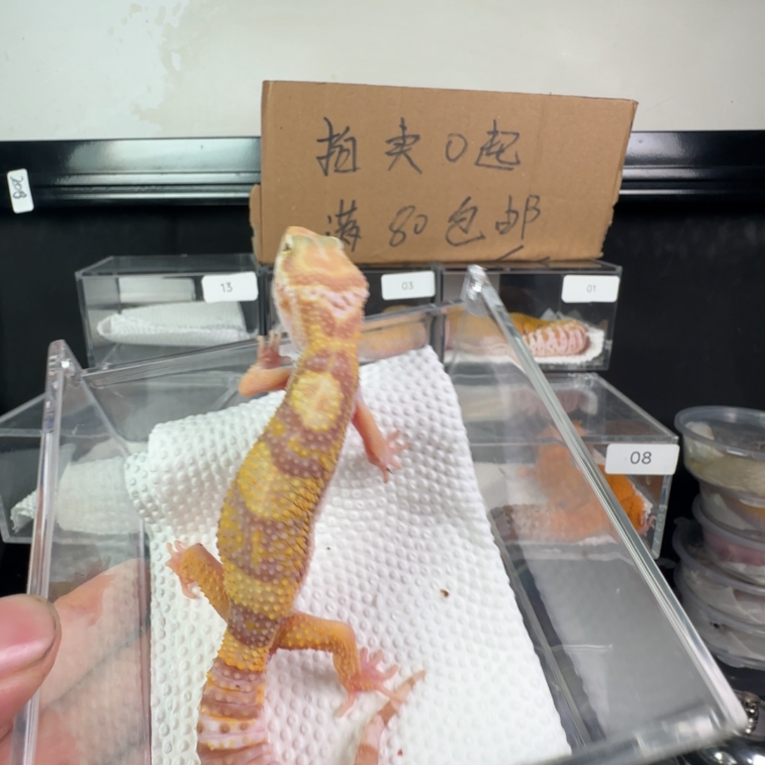 豹纹守宫川普弟弟