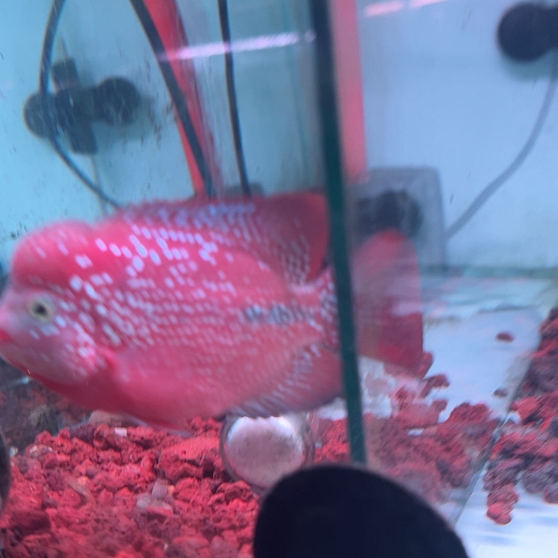 罗汉鱼腮轻微缺口古幻观赏鱼