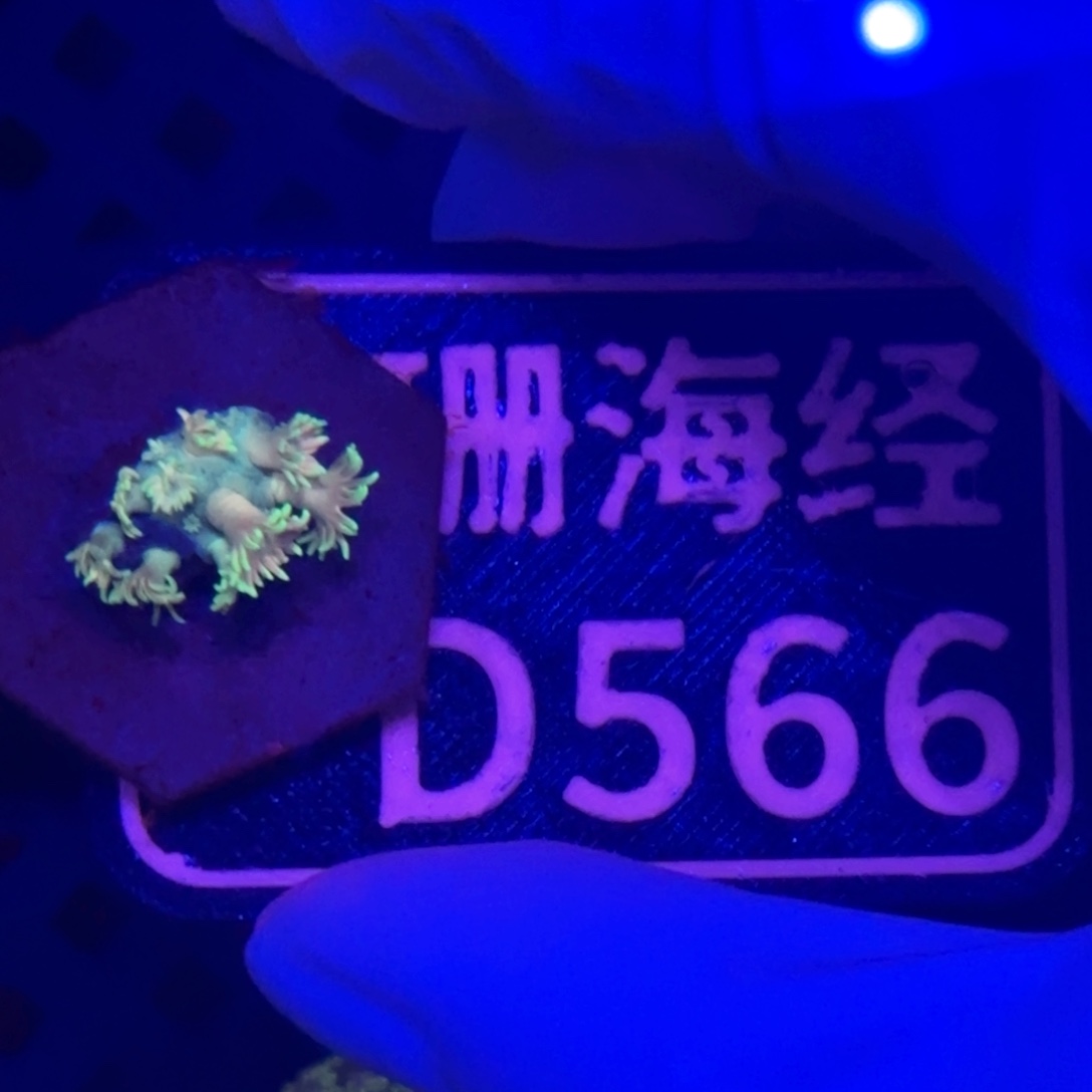 逆***花纽扣珊瑚又又不包邮马卡龙D566